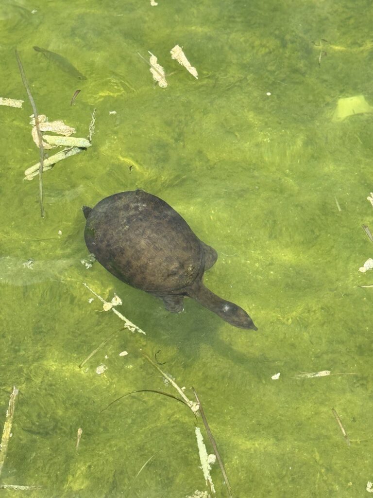 Okeeheelee Park