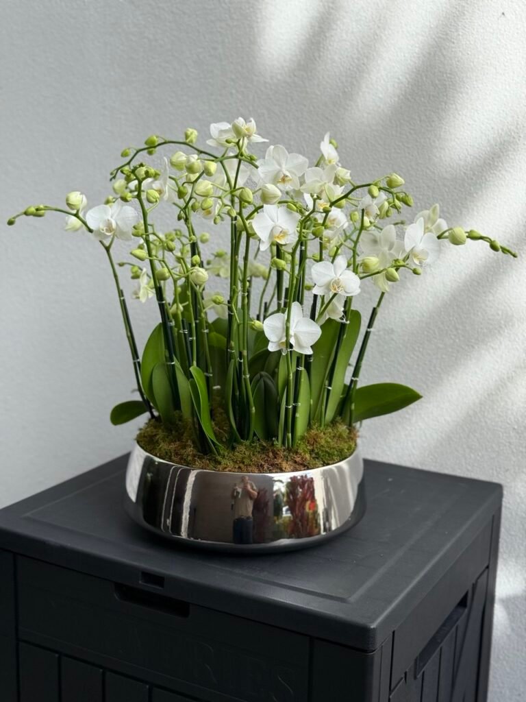 Viva Orchids: The Orchid Specialists